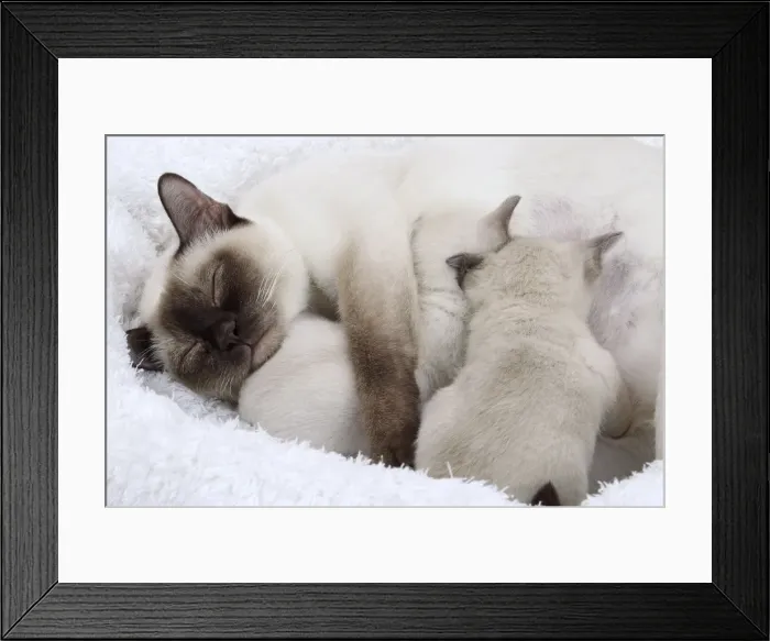 Framed Print : Picture No. 10897972 Framed Print : Picture No. 10897972