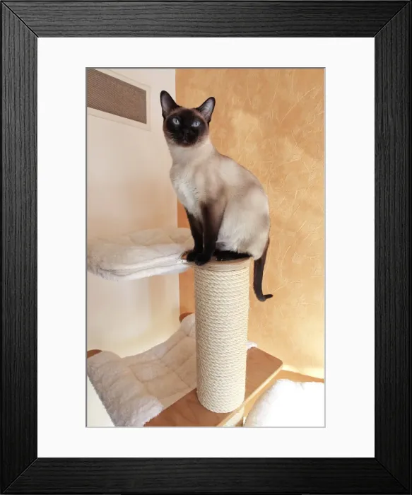 Framed Print : Picture No. 10897971 Framed Print : Picture No. 10897971