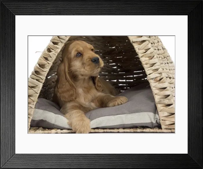 Framed Print : Picture No. 10897966 Framed Print : Picture No. 10897966