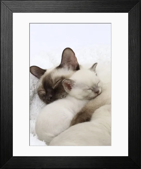 Framed Print : Picture No. 10897973 Framed Print : Picture No. 10897973