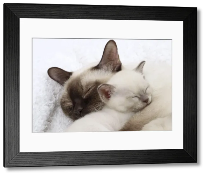 Framed Print : Picture No. 10897974 Framed Print : Picture No. 10897974