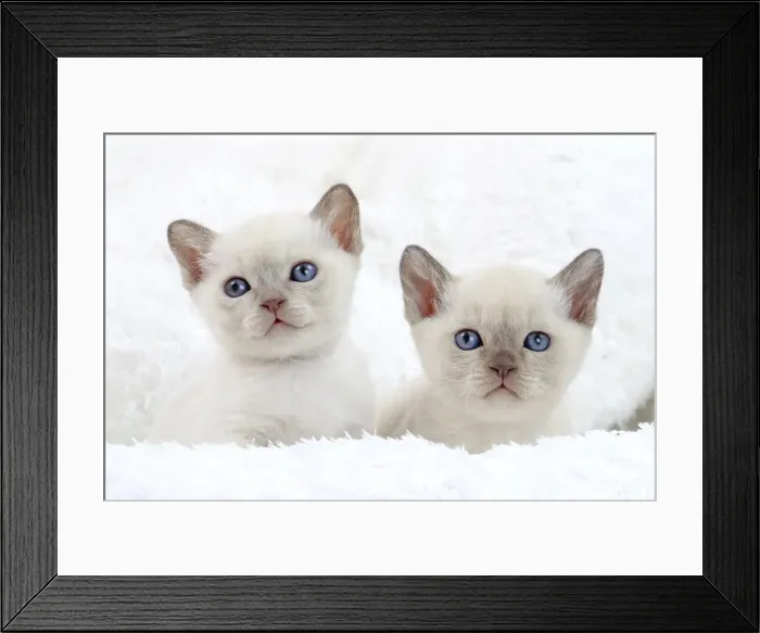 Framed Print : Picture No. 10897975 Framed Print : Picture No. 10897975
