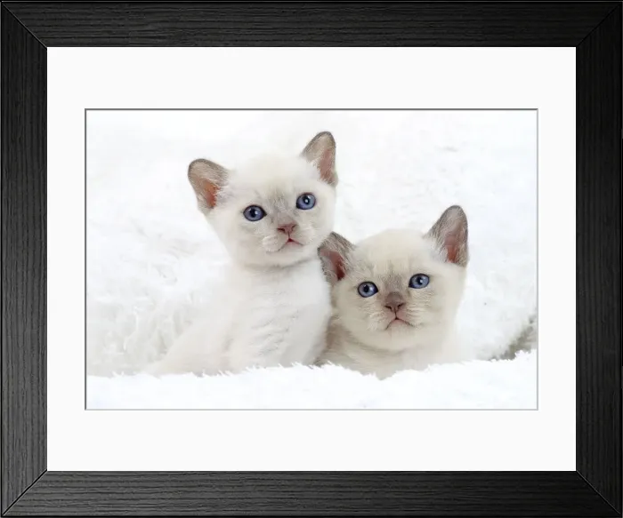 Framed Print : Picture No. 10897976
