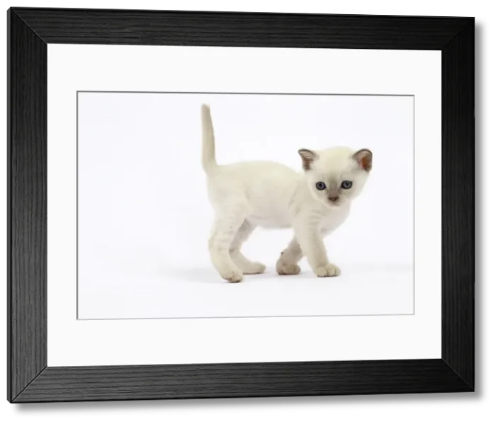 Framed Print : Picture No. 10897979 Framed Print : Picture No. 10897979