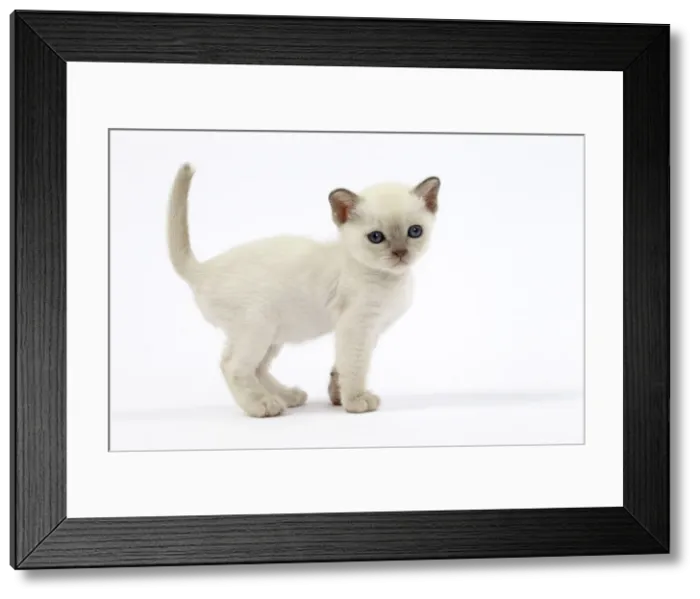 Framed Print : Picture No. 10897978 Framed Print : Picture No. 10897978