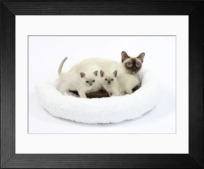 Framed Print : Picture No. 10897977 Framed Print : Picture No. 10897977