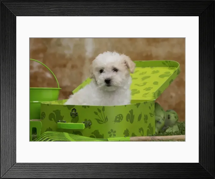 Framed Print : Picture No. 10897985 Framed Print : Picture No. 10897985