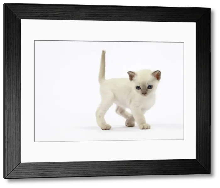 Framed Print : Picture No. 10897981 Framed Print : Picture No. 10897981
