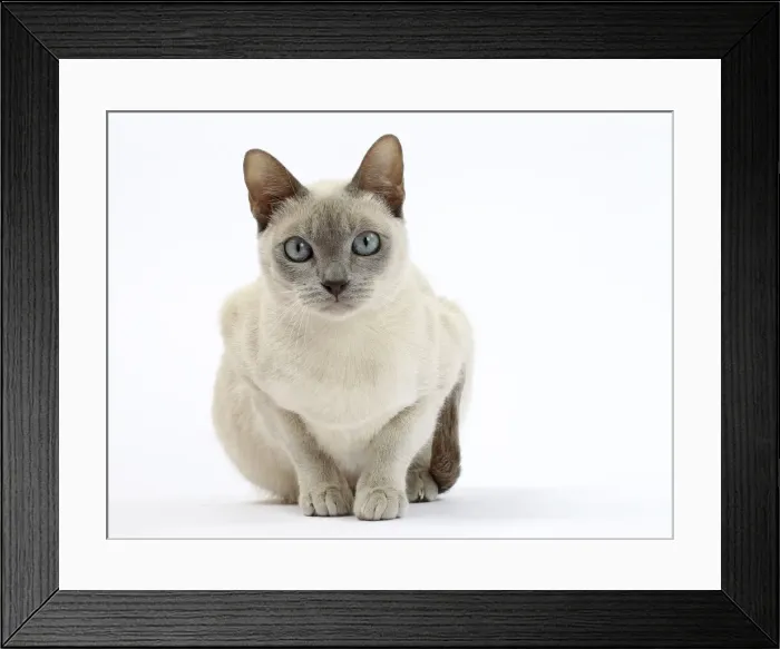 Framed Print : Picture No. 10897987 Framed Print : Picture No. 10897987