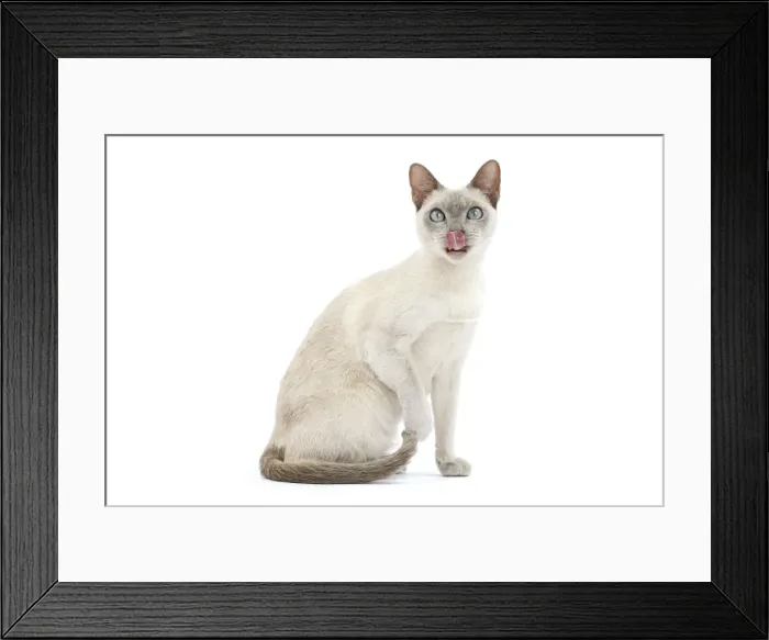 Framed Print : Picture No. 10897988 Framed Print : Picture No. 10897988