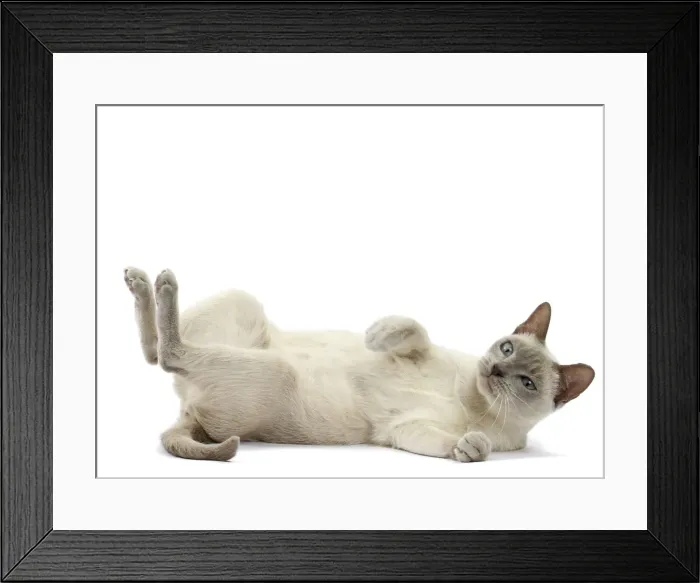 Framed Print : Picture No. 10897989 Framed Print : Picture No. 10897989