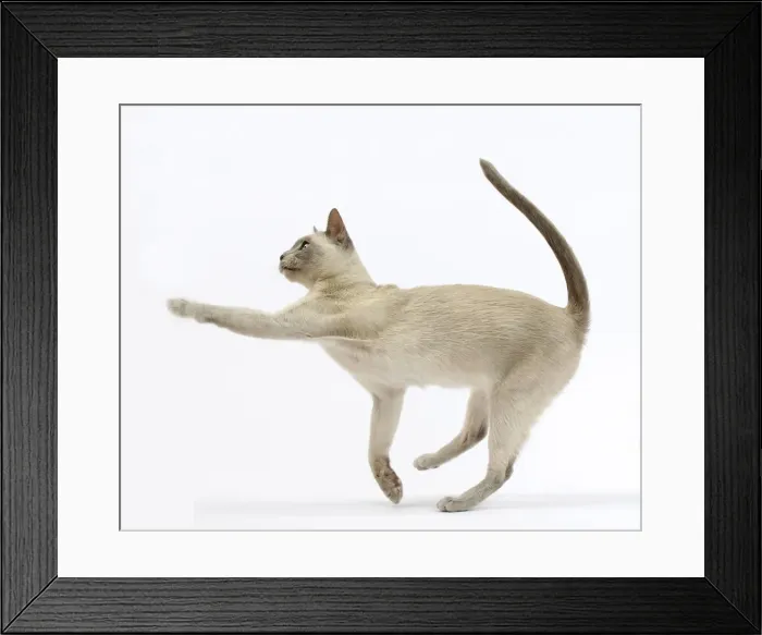 Framed Print : Picture No. 10897990 Framed Print : Picture No. 10897990