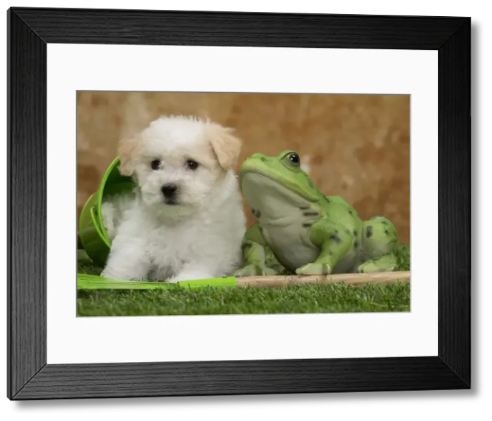 Framed Print : Picture No. 10897984
