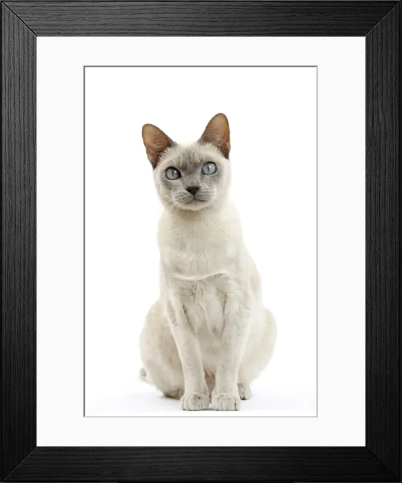 Framed Print : Picture No. 10897996 Framed Print : Picture No. 10897996