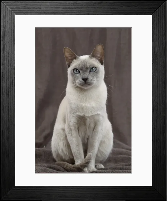 Framed Print : Picture No. 10897998 Framed Print : Picture No. 10897998