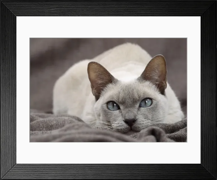 Framed Print : Picture No. 10897997 Framed Print : Picture No. 10897997
