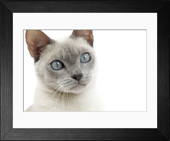 Framed Print : Picture No. 10897994 Framed Print : Picture No. 10897994