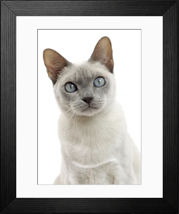 Framed Print : Picture No. 10897995 Framed Print : Picture No. 10897995