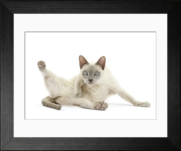 Framed Print : Picture No. 10898001 Framed Print : Picture No. 10898001