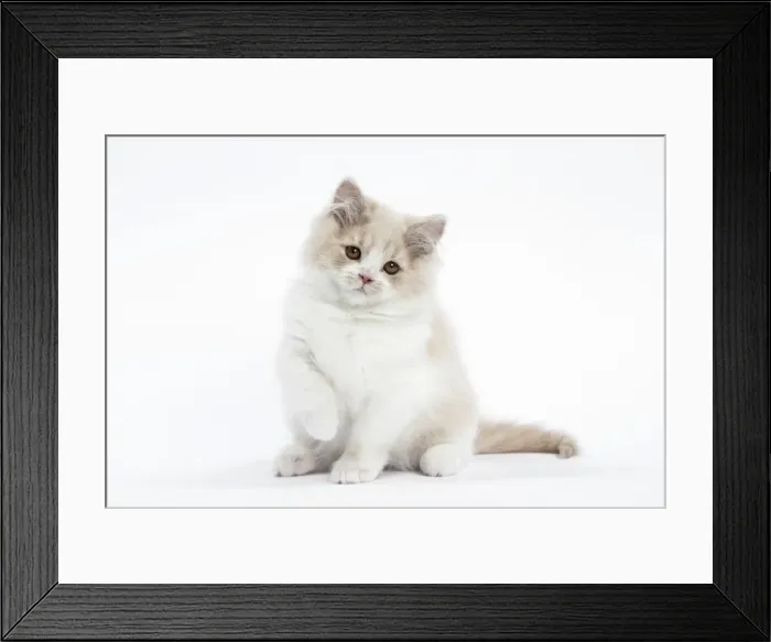 Framed Print : Picture No. 10898004 Framed Print : Picture No. 10898004