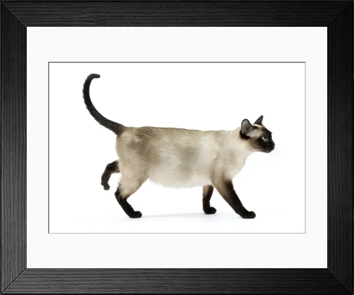 Framed Print : Picture No. 10898002 Framed Print : Picture No. 10898002