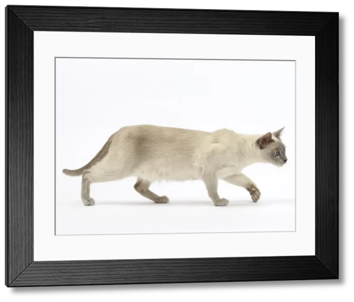Framed Print : Picture No. 10898000