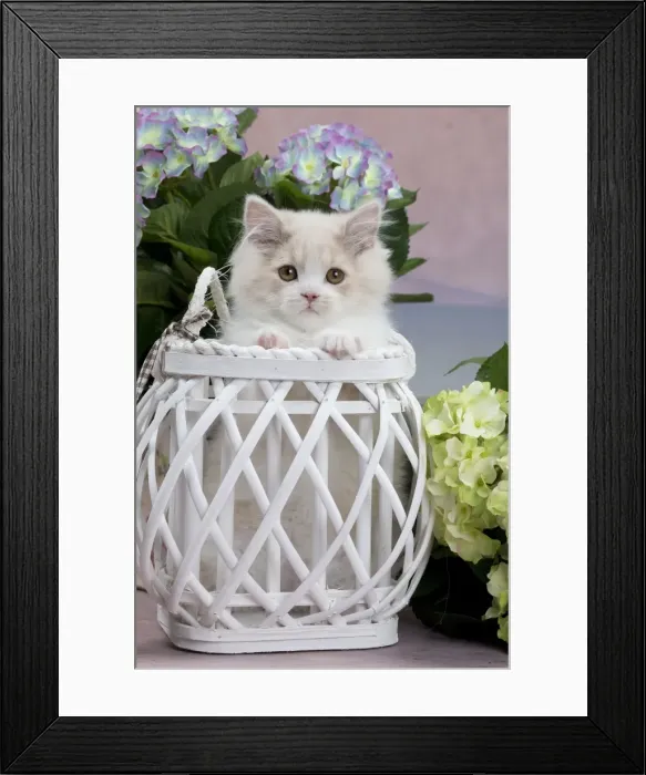 Framed Print : Picture No. 10898006 Framed Print : Picture No. 10898006