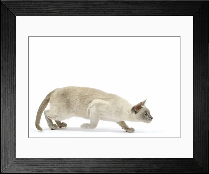 Framed Print : Picture No. 10898003 Framed Print : Picture No. 10898003