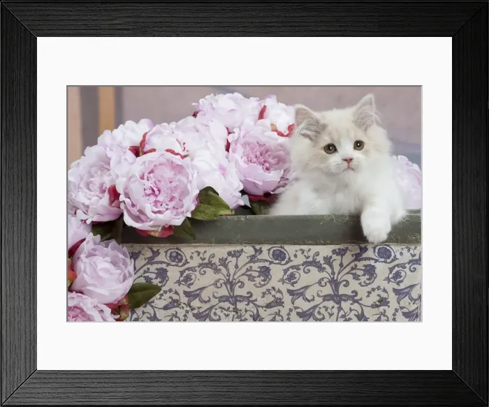 Framed Print : Picture No. 10898010 Framed Print : Picture No. 10898010