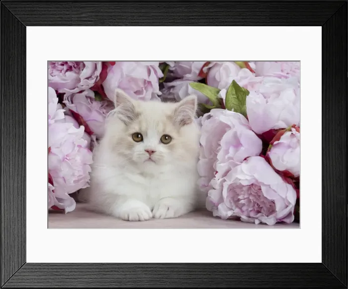 Framed Print : Picture No. 10898012 Framed Print : Picture No. 10898012