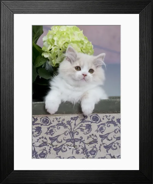 Framed Print : Picture No. 10898007 Framed Print : Picture No. 10898007