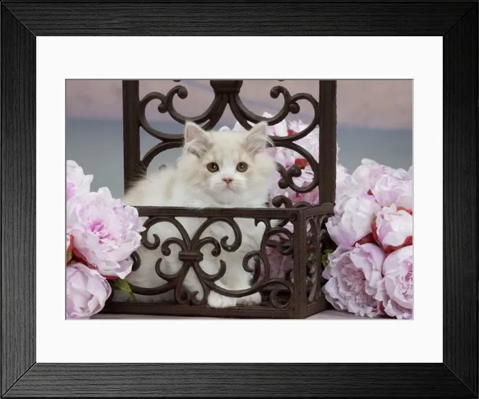 Framed Print : Picture No. 10898011 Framed Print : Picture No. 10898011