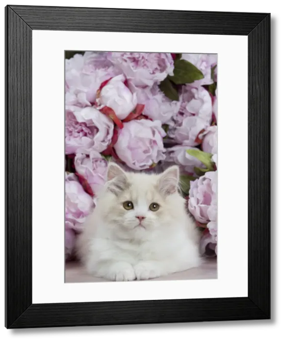 Framed Print : Picture No. 10898014 Framed Print : Picture No. 10898014