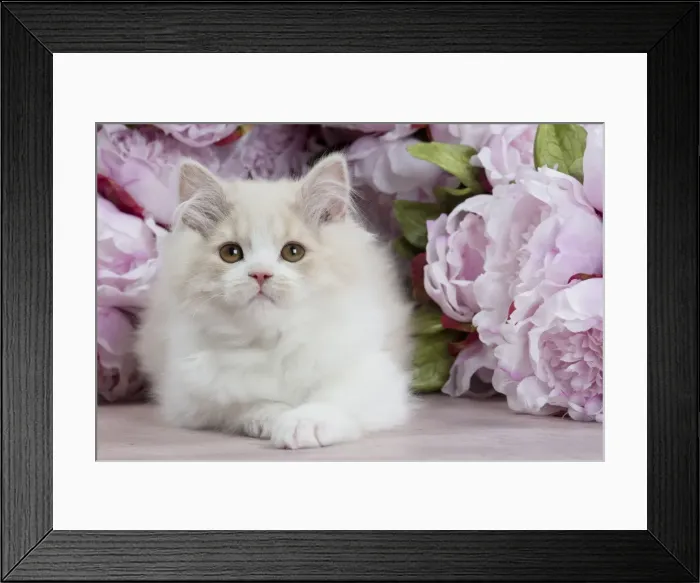 Framed Print : Picture No. 10898015