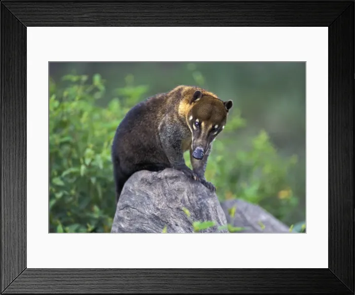 Framed Print : Picture No. 10896409 Framed Print : Picture No. 10896409
