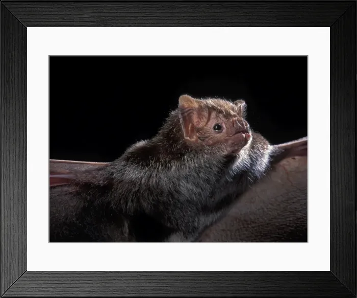 Framed Print : Picture No. 10896416 Framed Print : Picture No. 10896416