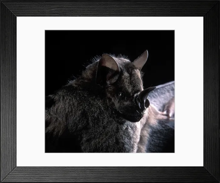 Framed Print : Picture No. 10896418 Framed Print : Picture No. 10896418