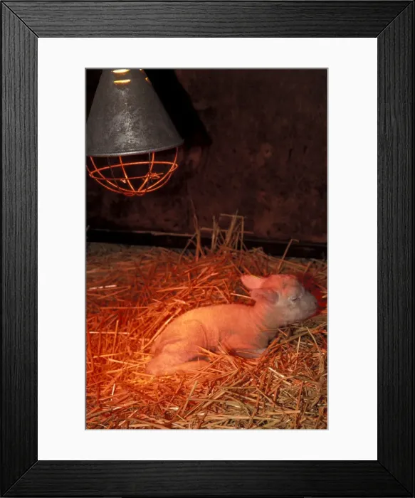 Framed Print : Picture No. 10896414 Framed Print : Picture No. 10896414