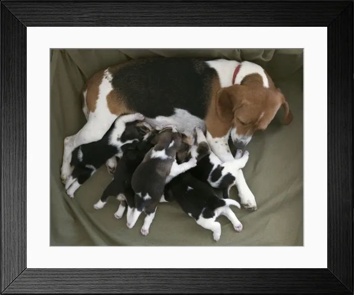 Framed Print : Picture No. 10896422 Framed Print : Picture No. 10896422