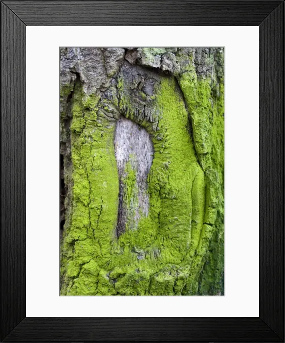 Framed Print : Picture No. 10896427 Framed Print : Picture No. 10896427