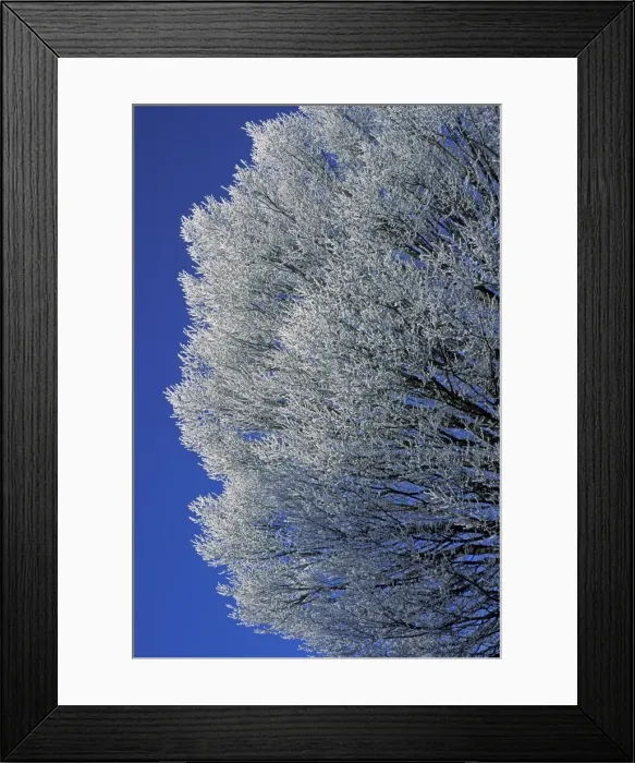 Framed Print : Picture No. 10896428 Framed Print : Picture No. 10896428