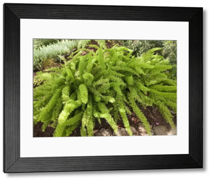 Framed Print : Picture No. 10896424 Framed Print : Picture No. 10896424