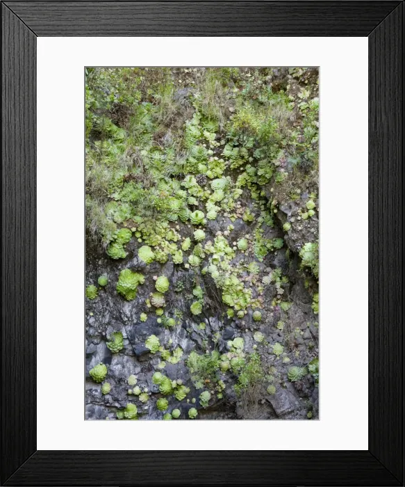 Framed Print : Picture No. 10896425 Framed Print : Picture No. 10896425