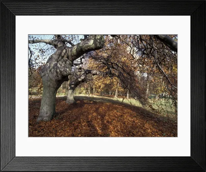 Framed Print : Picture No. 10896423