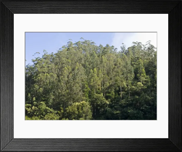 Framed Print : Picture No. 10896430 Framed Print : Picture No. 10896430