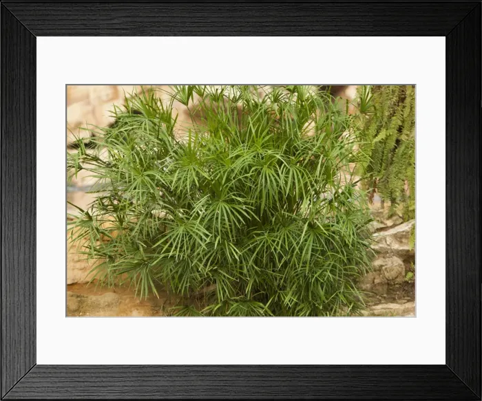 Framed Print : Picture No. 10896432 Framed Print : Picture No. 10896432