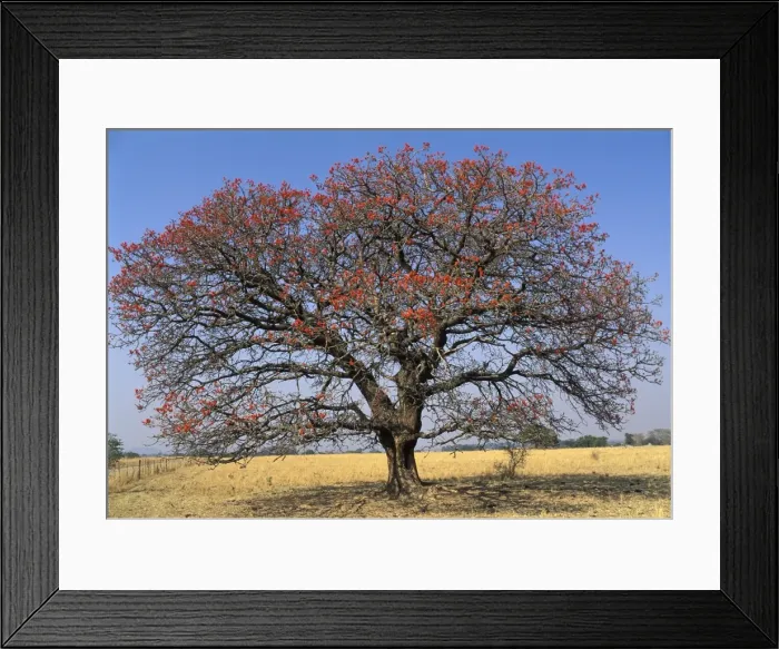 Framed Print : Picture No. 10896429 Framed Print : Picture No. 10896429