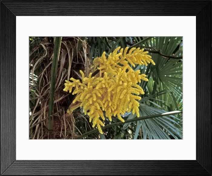 Framed Print : Picture No. 10896431 Framed Print : Picture No. 10896431