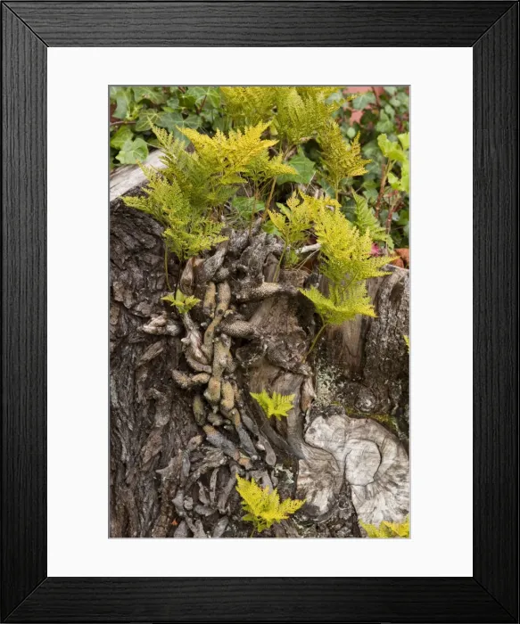 Framed Print : Picture No. 10896435 Framed Print : Picture No. 10896435