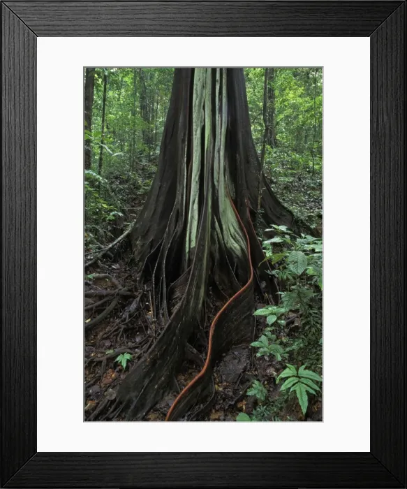 Framed Print : Picture No. 10896433 Framed Print : Picture No. 10896433